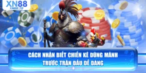 Cách Nhận Biết Chiến Kê Dũng Mãnh Trước Trận Đấu Dễ Dàng