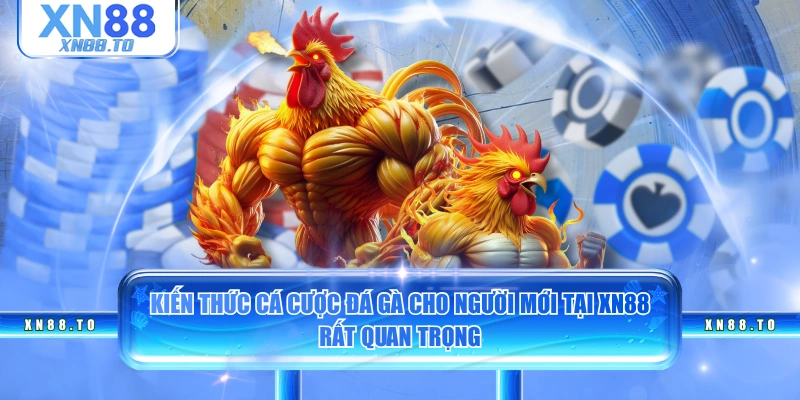 Kiến thức cá cược đá gà cho người mới tại XN88 rất quan trọng